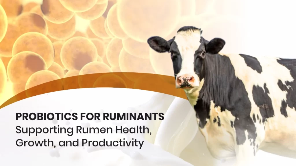 VINYEAST-P probiotic supplement for cattle - enhances digestion, milk yield, and reduces acidosis