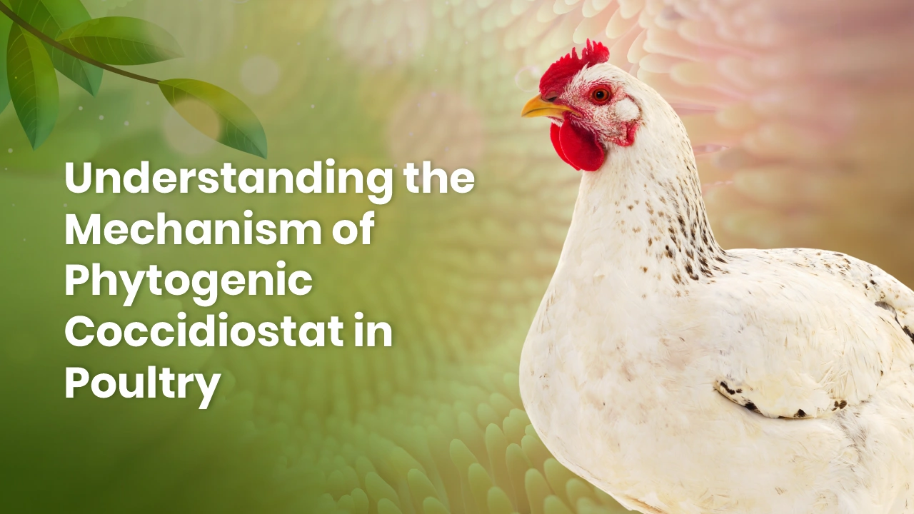 a white chicken with red comb